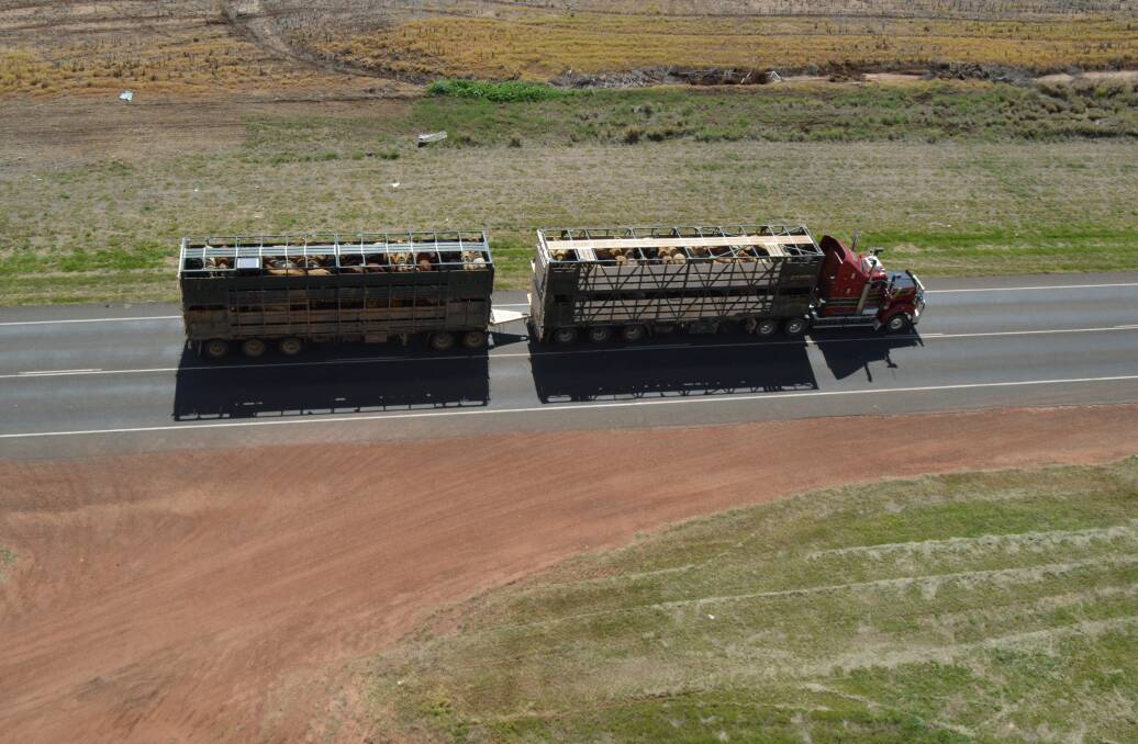 Long load: Having the road infrastructure to enable longer trailer combinations to transport stock further is a dream of livestock transporters. Picture: Lucy Ziesemer.