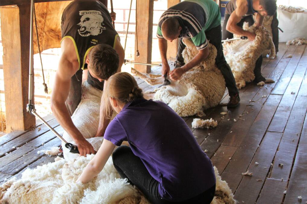 The Plevna Downs shearing board in action last week.