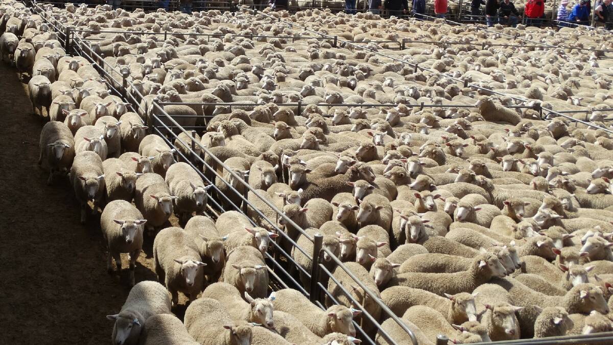 Sea of lambs: Part of the record yarding of 58,631 lambs that sold at Hamilton, Vic. Photo:Tracy Kruger 