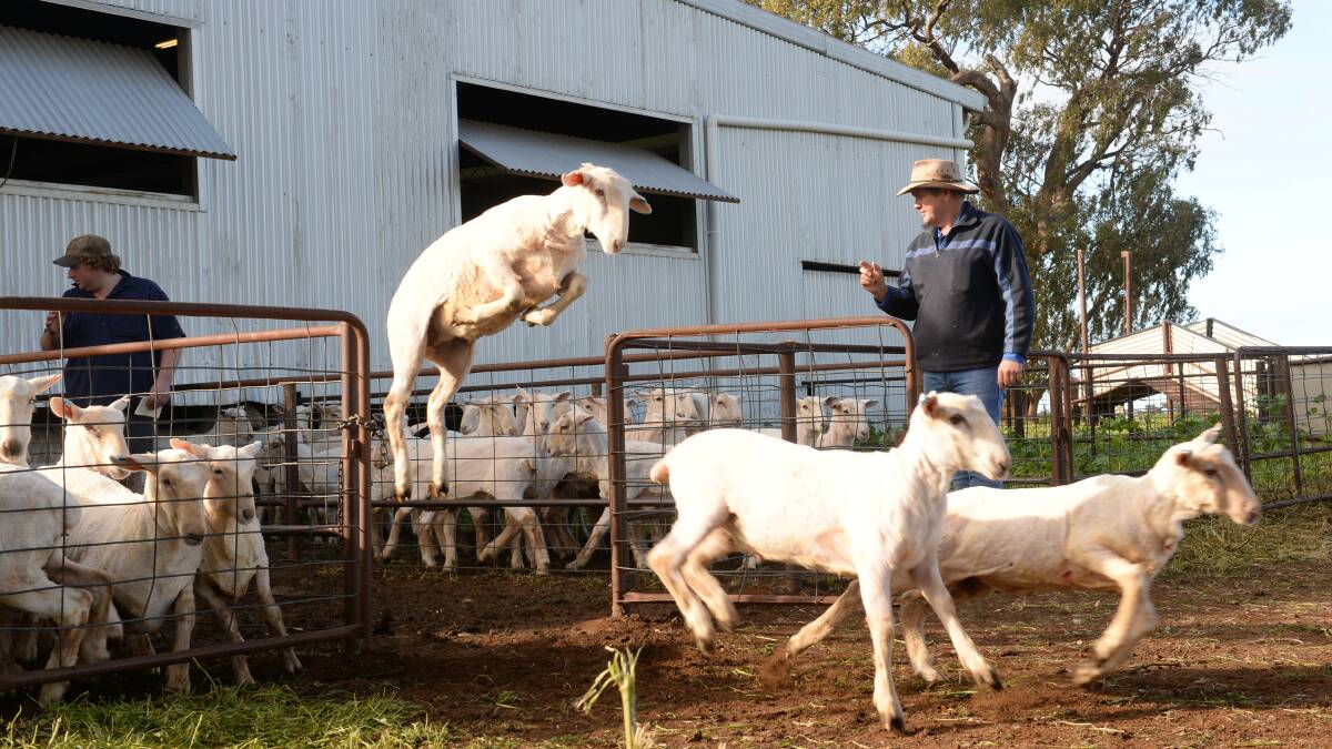 Tony Quigley, Quigley Farms, Trangie, counting out shorn Sep/Oct drop first cross lambs with Jacob Gillespie, Trangie. Photo: Rachael Webb