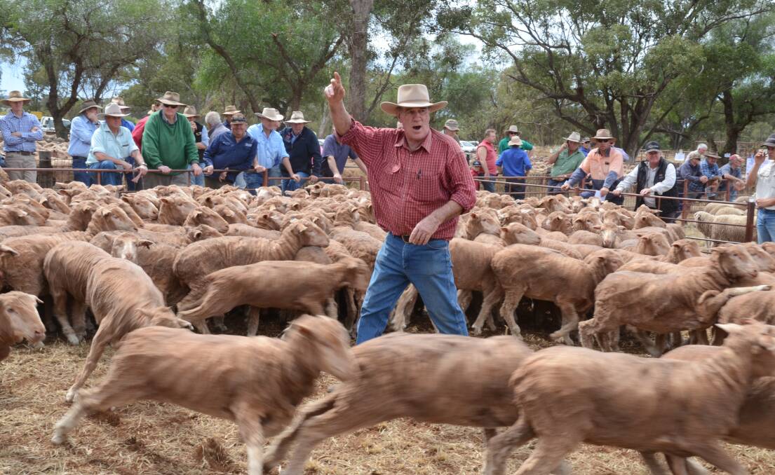 Greg Moncrieff of Moncrieff Livestock and Property sells at the Condobolin Sheepbreeders’ Association’s Spring Sale. Photo: Mark Griggs 