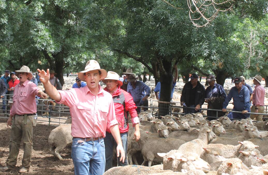 Elders Deniliquin-based auctioneer Jason Andrews and his team in action at Deniliquin's special store sheep sale on Friday.