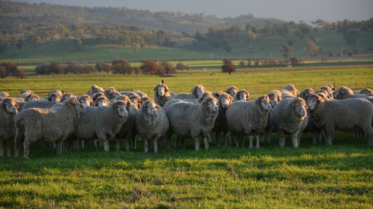 Merino’s $70/DSE wool income beats prime lamb and beef
