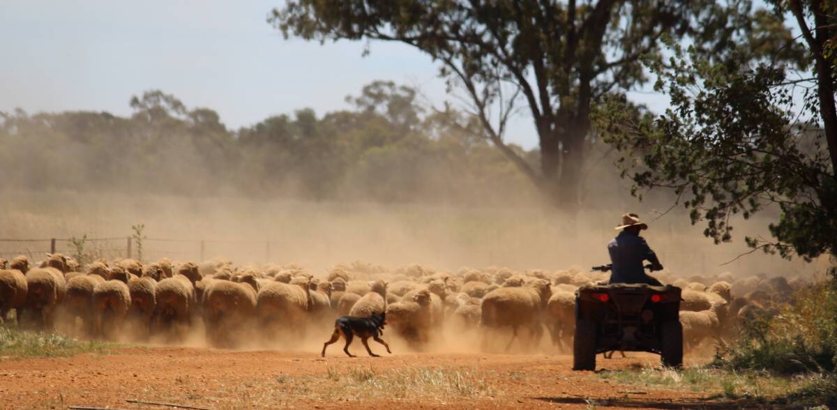 Shearing at the Hamblin's family property, Buddabadah, Nyngan, NSW.