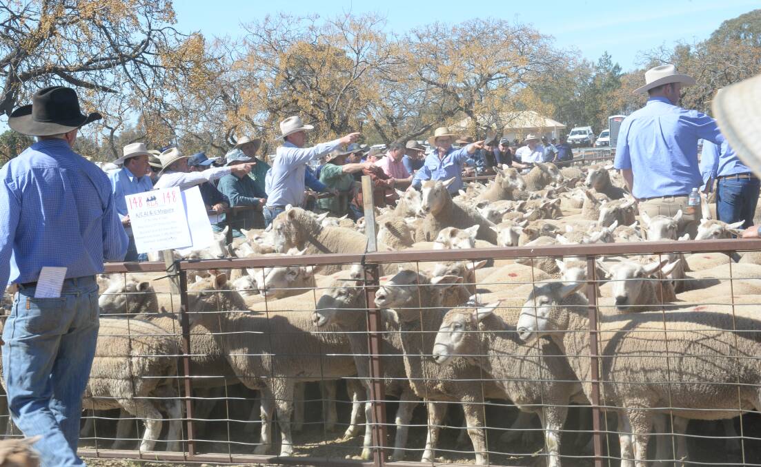 Rare find: MLA reported 22-30kg heavy lambs made up just 19pc of the total lamb offering last week, compared to 36pc eight weeks previous.