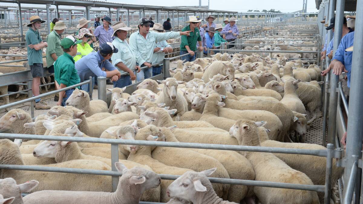 Gerard & Partners livestock agent Stephen Tomlinson, Young selling lambs at the Forbes sheep sale.
