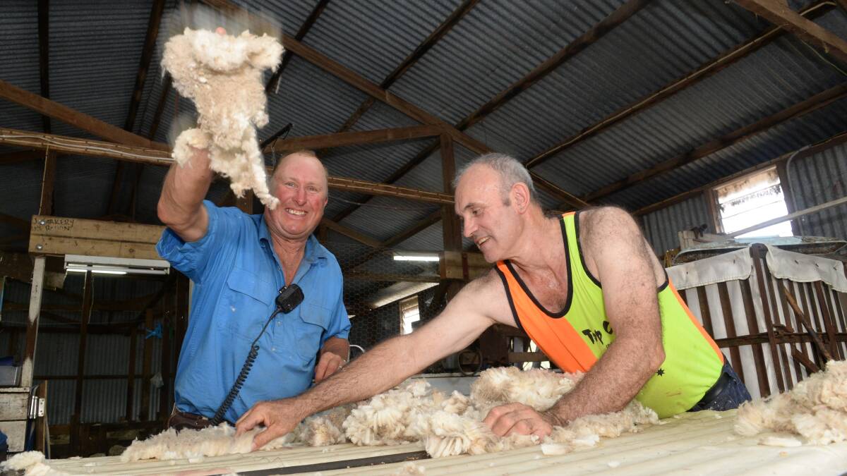 Roger Warren, "Cains", Boorowa has begun shearing July/August drop Merino lambs which av 18.3m. He is pictured with woolclasser Darrell Armour.