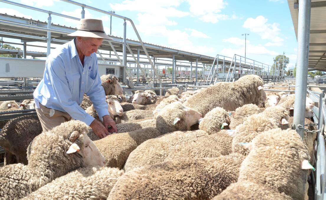 AWI is attempting to secure a licence to access the analytical software used for Sheep Genetics’ core evaluations, after withdrawing financial support from the program last year. File photo. 