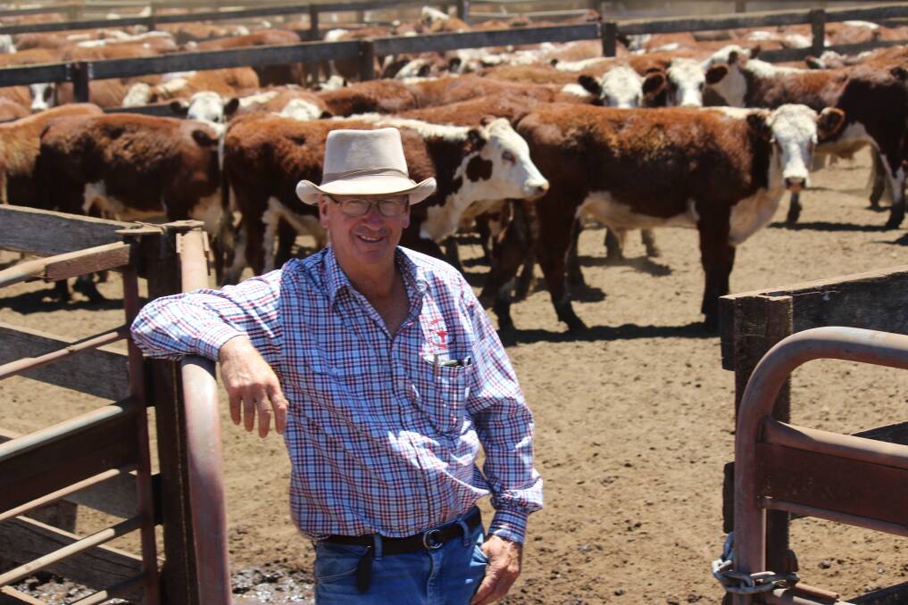Gibbs & Co director Greg Darmody, Queanbeyan, NSW believes competitively marketing heavier and more expensive cattle in winter and spring would be a challenge. 