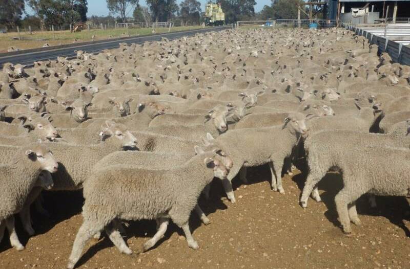 A run of 3940 second-cross lambs, were offered by Wellington Hill, Munro, Gippsland, Vic, across ten lots. 