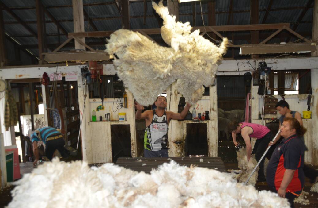 Woolly work: Moana Roi throws a hogget fleece while fellow rouseabout Tangi Viti looks on at the Blink Bonnie woolshed, Wollun near Walcha, NSW. Photo: Stephanie van Eyk.