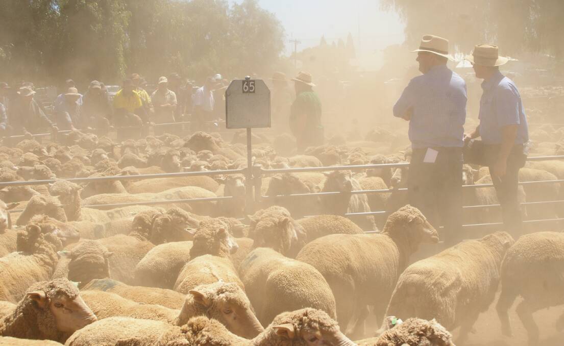Domestic slaughter lambs sold from $125 to $138 at Bendigo on Monday, with the pick of the second-cross young lambs in the 22-24kg bracket averaging around $133/head. 
