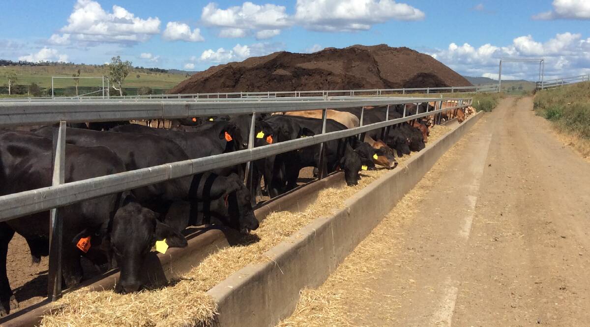 Brangus cattle taking part in the new feedlot trial devised by breed society committee members Edward and Kara Quinn, and Brad and Vicki Hanson.