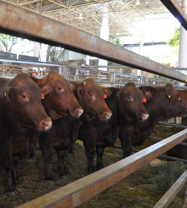 Santos made their Ekka prime cattle debut last week. Santos' Andrew Snars said they wanted to highlight that quality cattle operations can coexsist with gas production. 