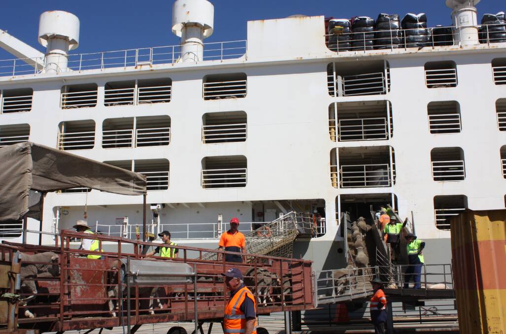 Loading sheep onto a live export vessel. 