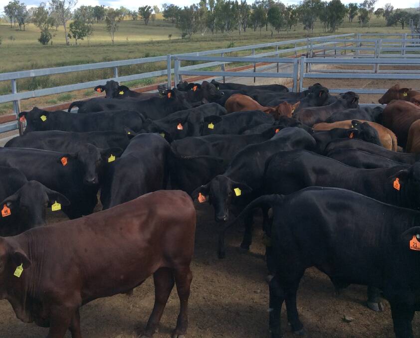 Beefy business: Some of the cattle donated for the Brangus feedlot trial. Photo: contributed.