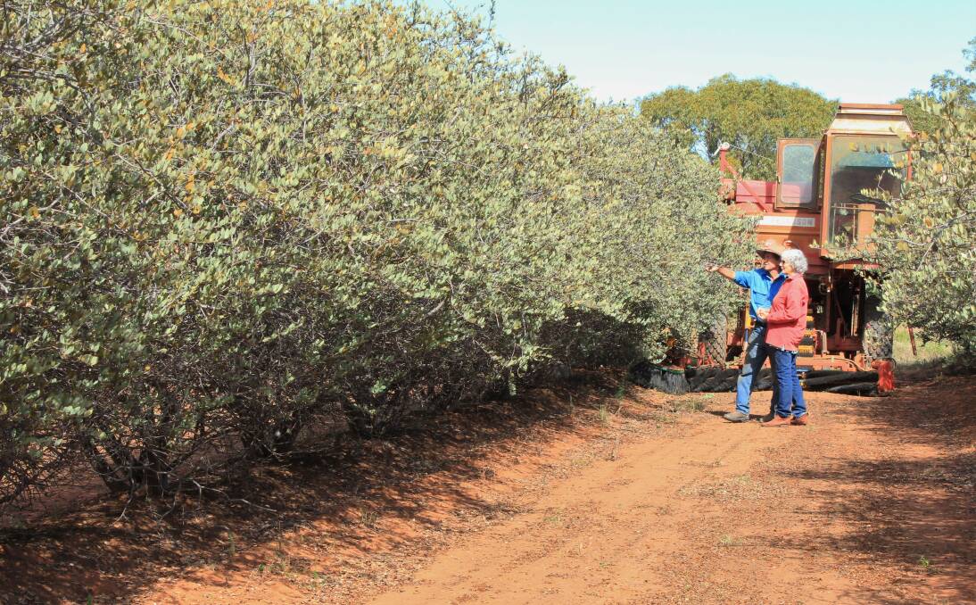 Judy and Kim Felton-Taylor with their Jojoba plants. The Felton-Taylor family will be among the exhibitors at Bush Christmas in Toowoomba from December 2 to 11.