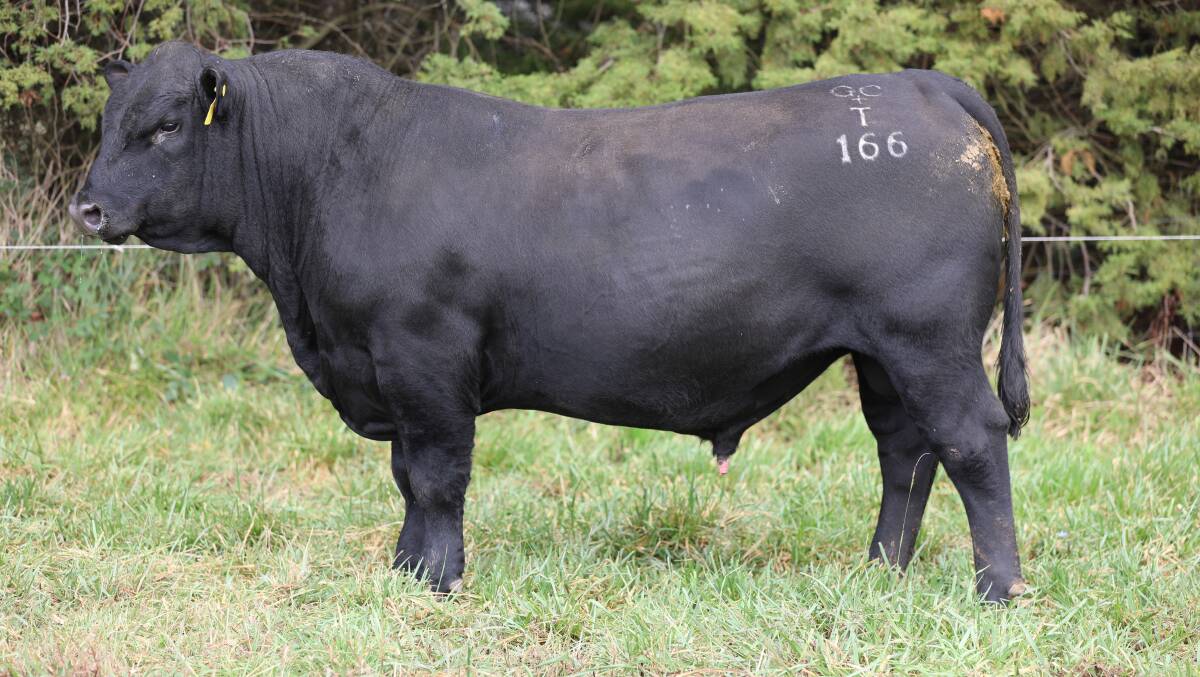 Dulverton Trival T166 (lot 12), a son of Dulverton Rocket Man R180 and Dulverton Annie R287. He's very sound, with the ideal skin and hair and will promote eating quality with scores of seven and nine for marbling. Picture supplied