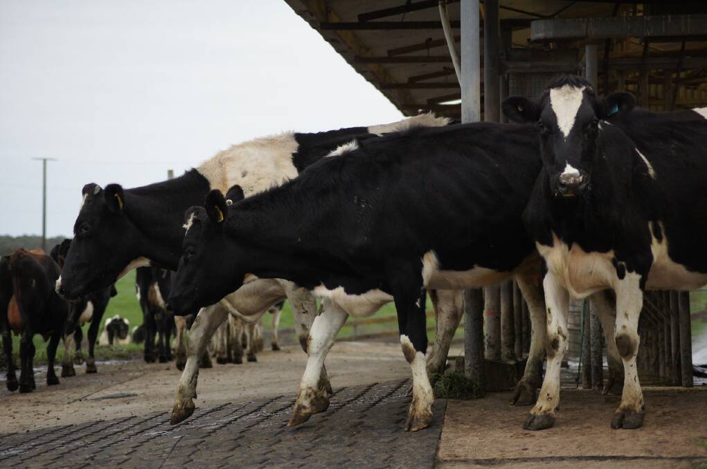 Senate report on dairy crisis considers moves to adopt mandatory code of conduct