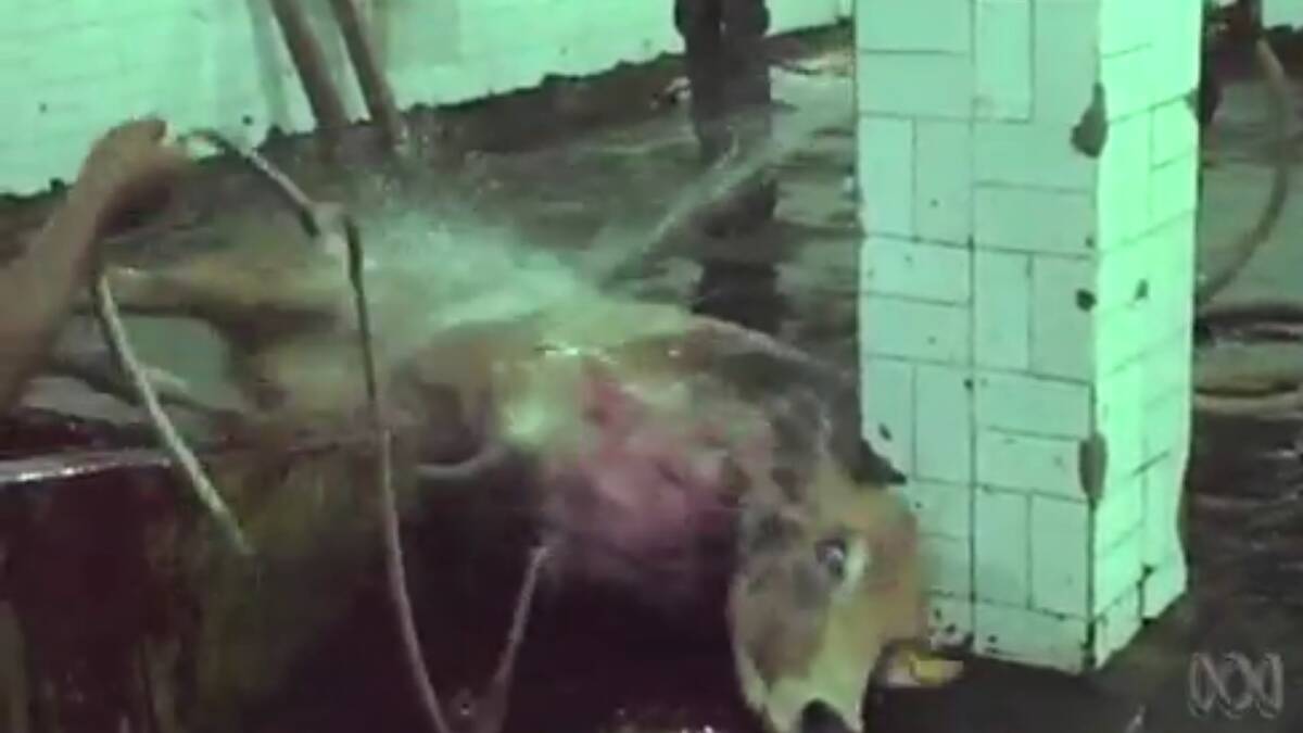 Animal cruelty exposed by ABC's Four Corners on May 30 2011 that ignited the Indonesian market ban was shown to the court on Friday.