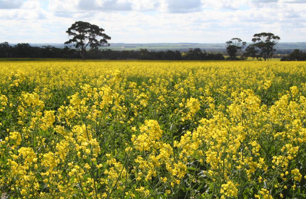 South Australian farmers dudded by political ban on GM crops