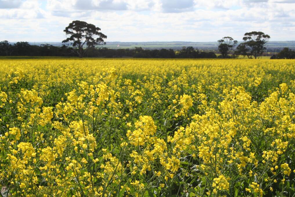 GM canola played an important role in WA's 4250 grain growers producing the largest crop in the state's history, at 16.5 million tonnes.
