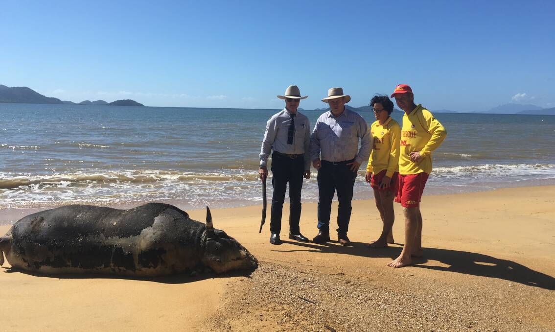 Bob Katter MP, Shane Knuth MP, with Mission Beach Surf Life Saving Club members Dyana Brown and Shane Gee with the cow carcass. Photo credit – Anne Pleash.