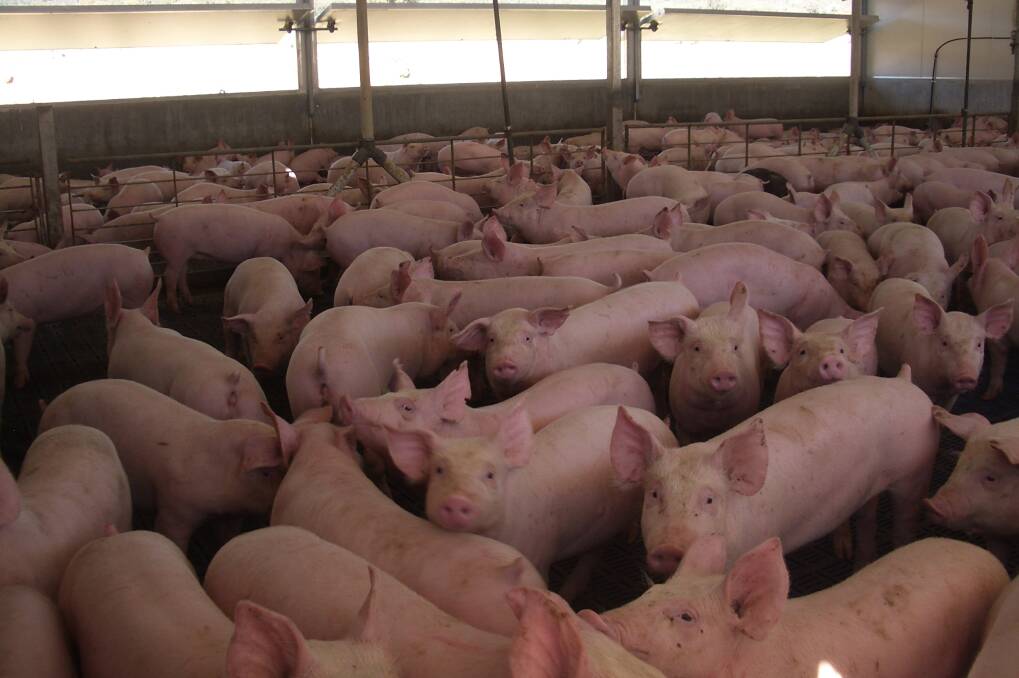 No gut pain all gain for pork’s antimicrobial resistance fight
