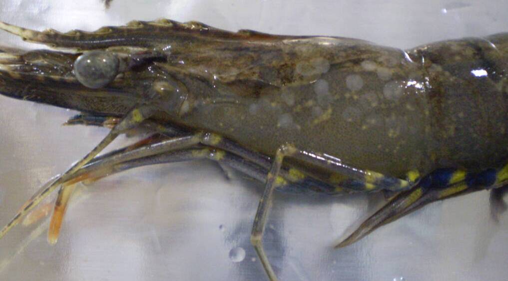 DISEASE STRIKES: A prawn infected with the white spot disease. The Logan River is closed to the fishing of all crustaceans like prawns and crabs.