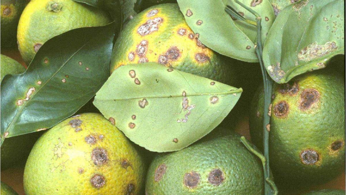 FREEDOM: The effects of citrus canker on fruit. The Northern Territory is on track to prove it is now free of the disease. 