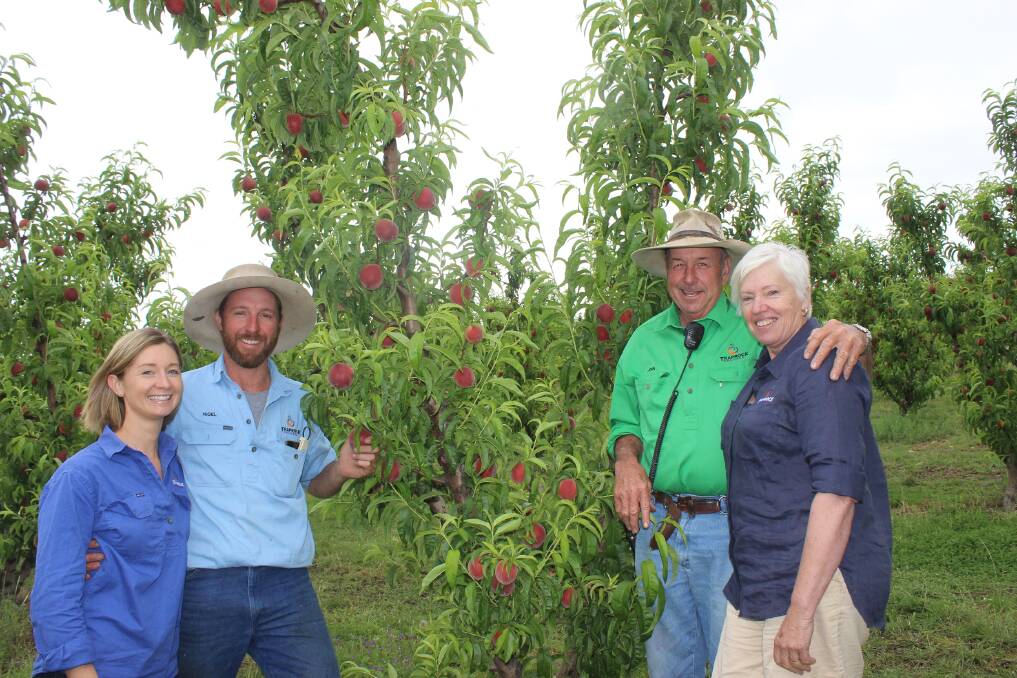 OPEN ORCHARD: Stacey Colthup and Nigel Pratt with John and Julie Pratt, Traprock Orchard, Waghorn, Stanthorpe, within their orchard which they opened to greengrocers and growers last Saturday in order to give an insight into stonefruit production. 
