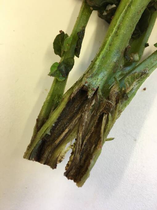 BAD SIGN: Blackleg symptoms in a potato stem caused by Dickeya dianthicola which was discovered in a commercial potato crop north of Perth last week.