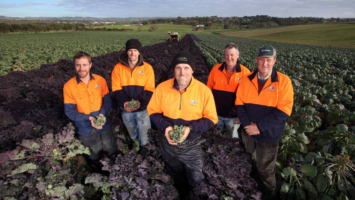 NEW CROP: James, Luke, Scott, Leigh and Kent Samwell within a crop of kalettes at their farm at Mount Barker in the Adelaide Hills.