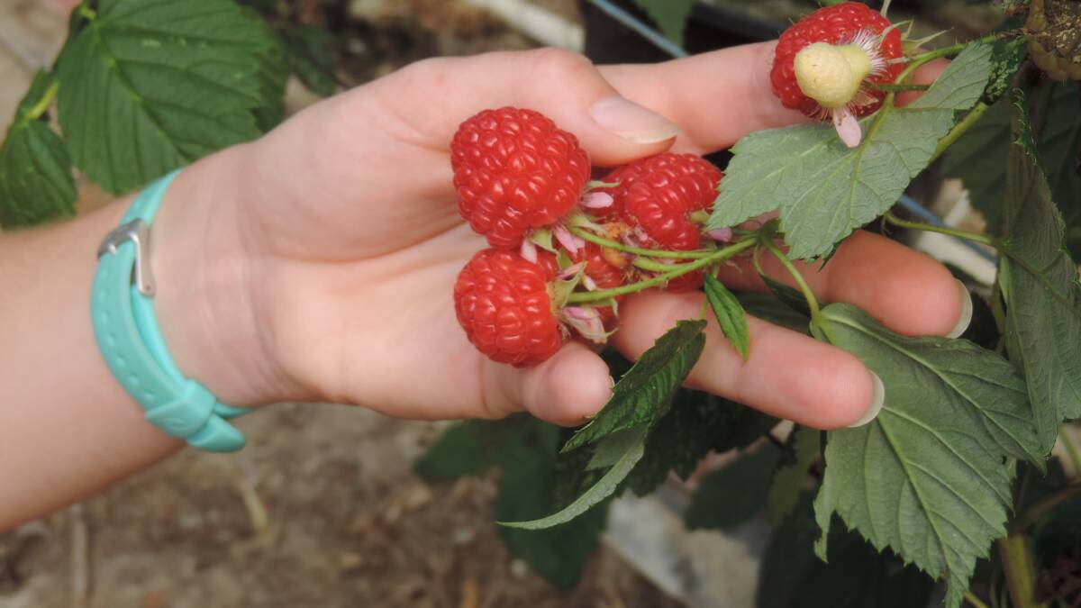 EAT FRESH: Raspberries & Blackberries Australia says the abundance of fresh berries all year round makes fresh product an easier choice for consumers.