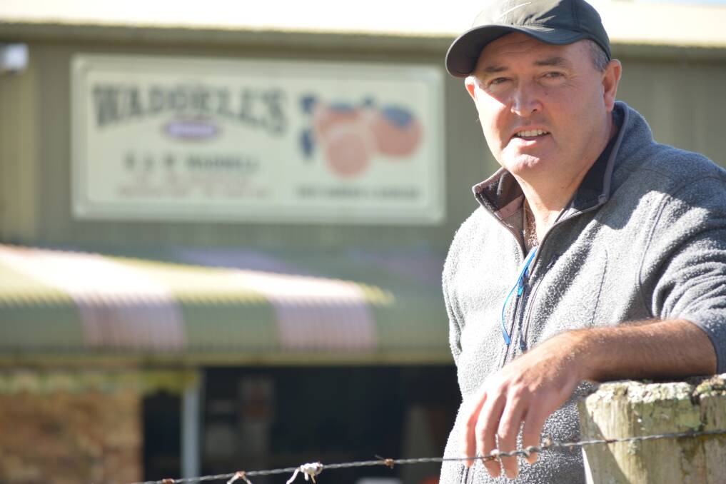 CHIPPING AWAY: The Persimmon Place owner, Warren Waddell, NSW says consumer education is an ongoing challenge to lift consumption of the fruit, however there is a niche market there to serve. 