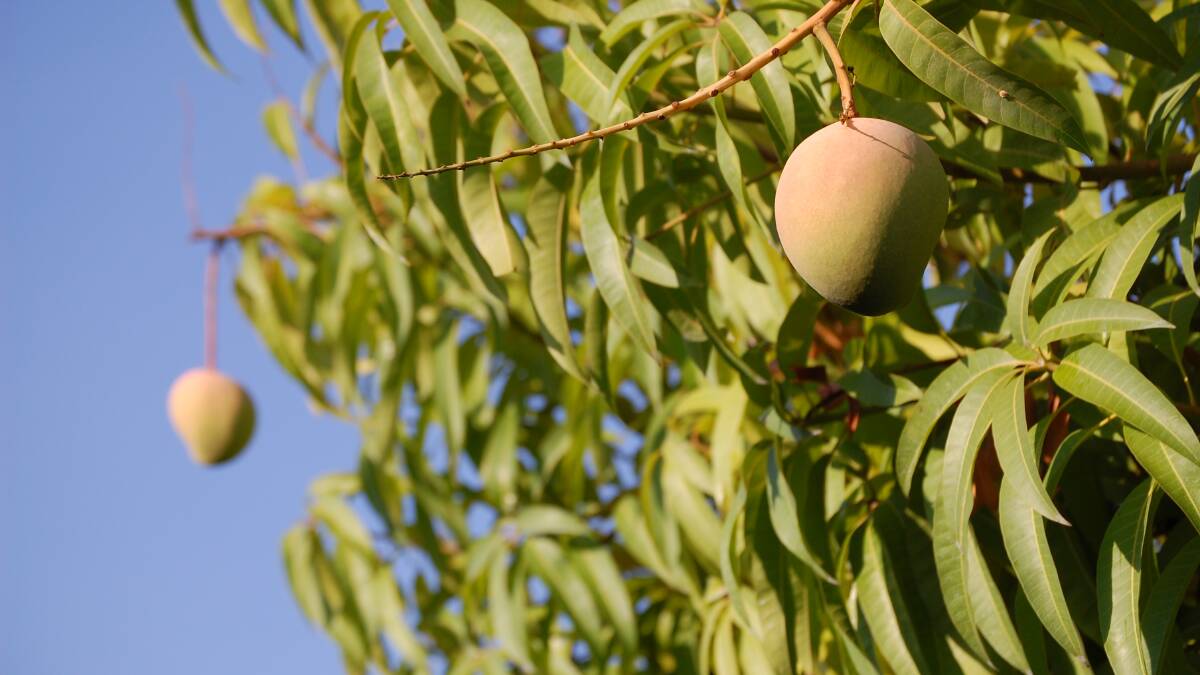OUTLOOK: Improved information gathering by growers is helping the mango industry produce more accurate crop forecasting reports.