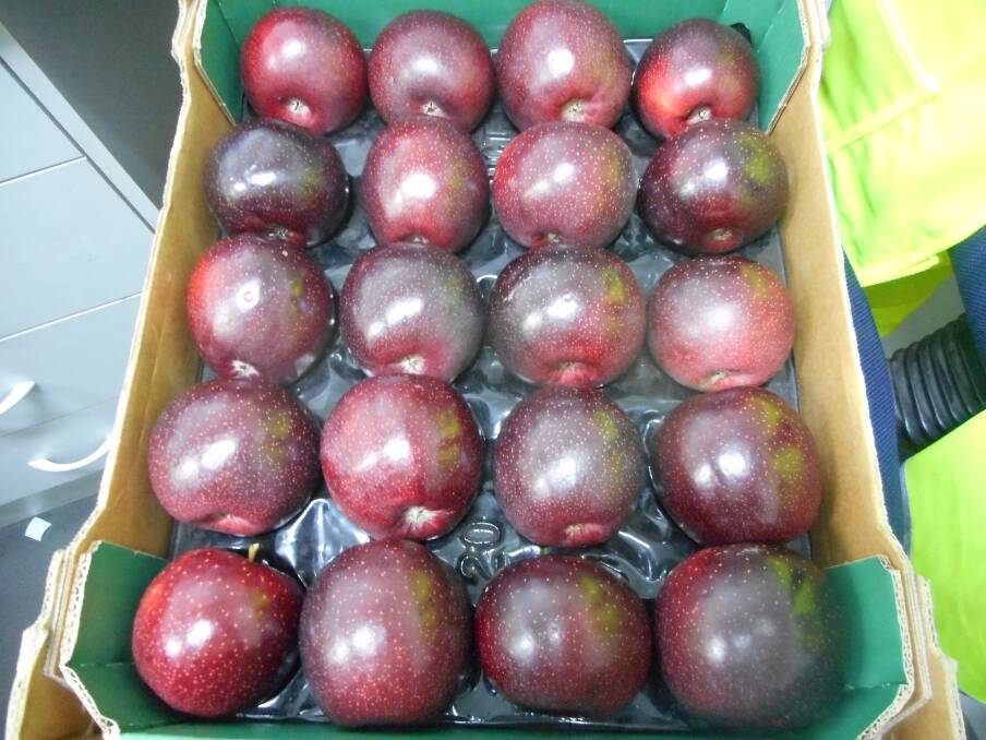 BOX FULL: Bravo apples are the branded fruit of the PBR protected ANABP 01 variety (acronym for Australian National Apple Breeding Program 01) that meet the very strict quality specifications set by Fruit West in conjunction the PBR owner.