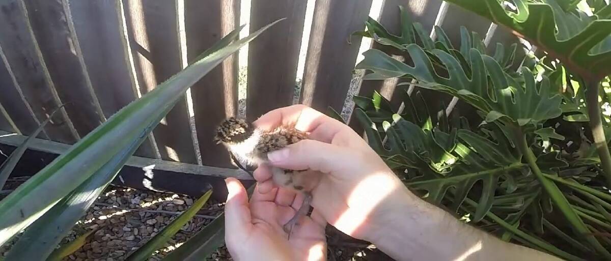 SAVED: One of the spur-winged plover chicks held by Ash Walmsley during what he has labelled "the greatest wildlife rescue mission this decade".