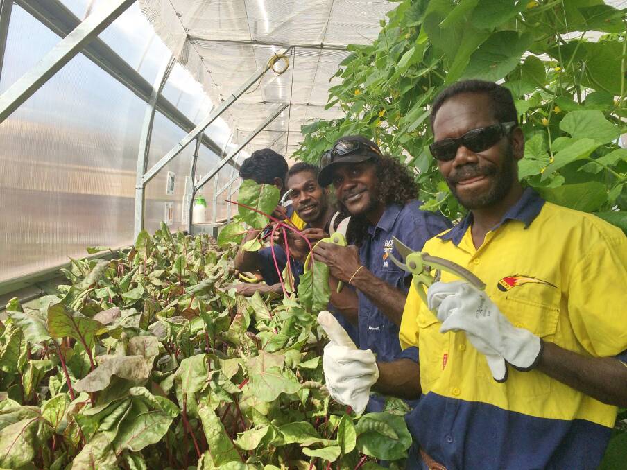 GROW ON: Participants in a Food Ladder greenhouse in Ramingining, East Arnhem Land, tending to crops for the community.