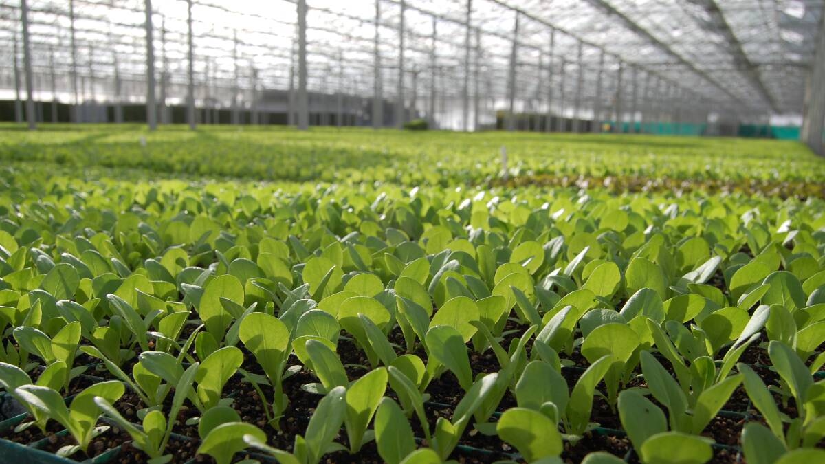 CLOSE LOOK: With biosecurity concerns becoming a concern for the entire horticulture supply chain, the nursery industry has developed BioSecure HACCP, an on-farm systems approach.