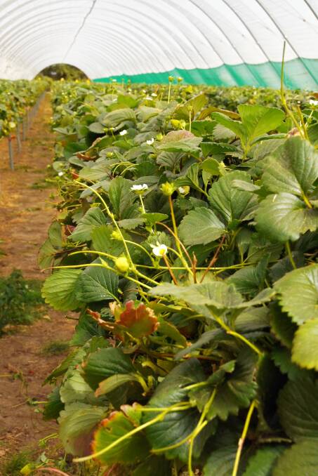 WAIST HIGH: Strawberries grown on tabletop structures mean pickers do not have to bend down. The system has widened the pool of potential employees.