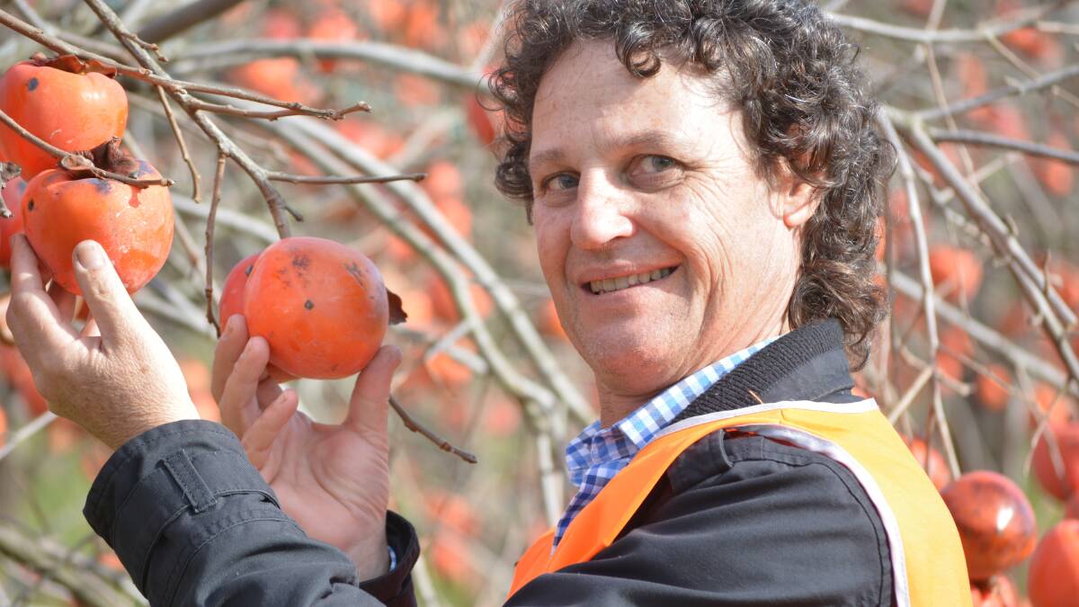 GET AWARE: Persimmons Australia president, Brett Guthrey, says the industry needs to work on raising the awareness of persimmons with regard to their taste and health benefits.
