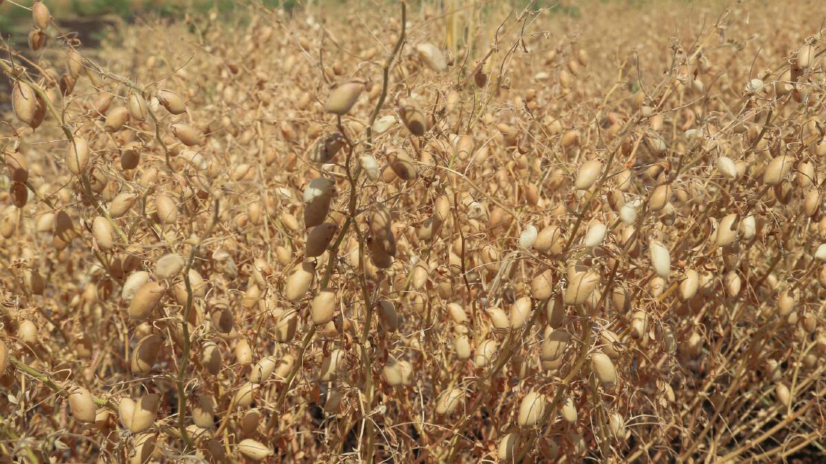 Chickpea prices slide as Indian demand cools​