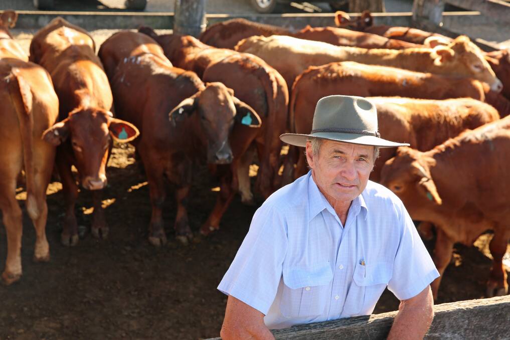 Vince Munckton, Gin Gin, with a pen of red Brangus cross steers on account of his son Peter Munckton, Gin Gin. The steers sold for 330.2c/kg or $1496/head.