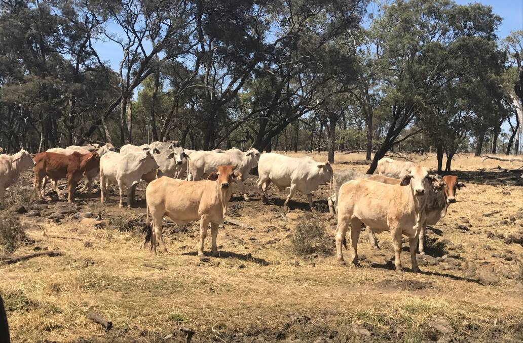 Cattle north-west of Charters Towers in mid-September showing benefit of earlier rain.
