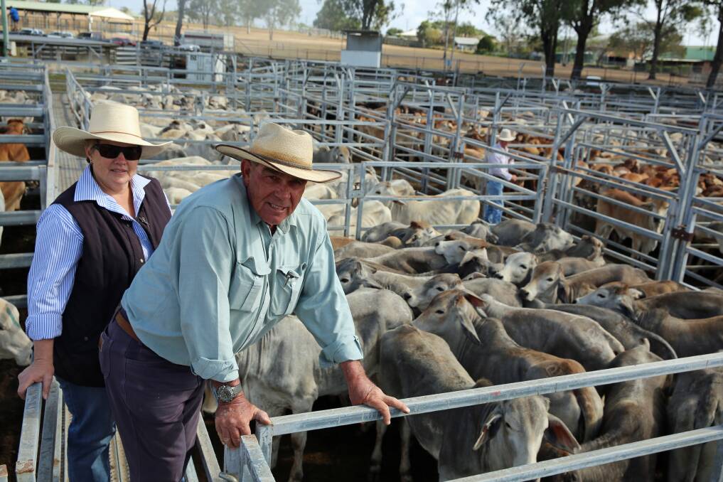 Noela Augustine and Grant Gericke, Mundubbera with a pen of Brahman heifers from Hughenden they bought for 277.2c or $672/head.