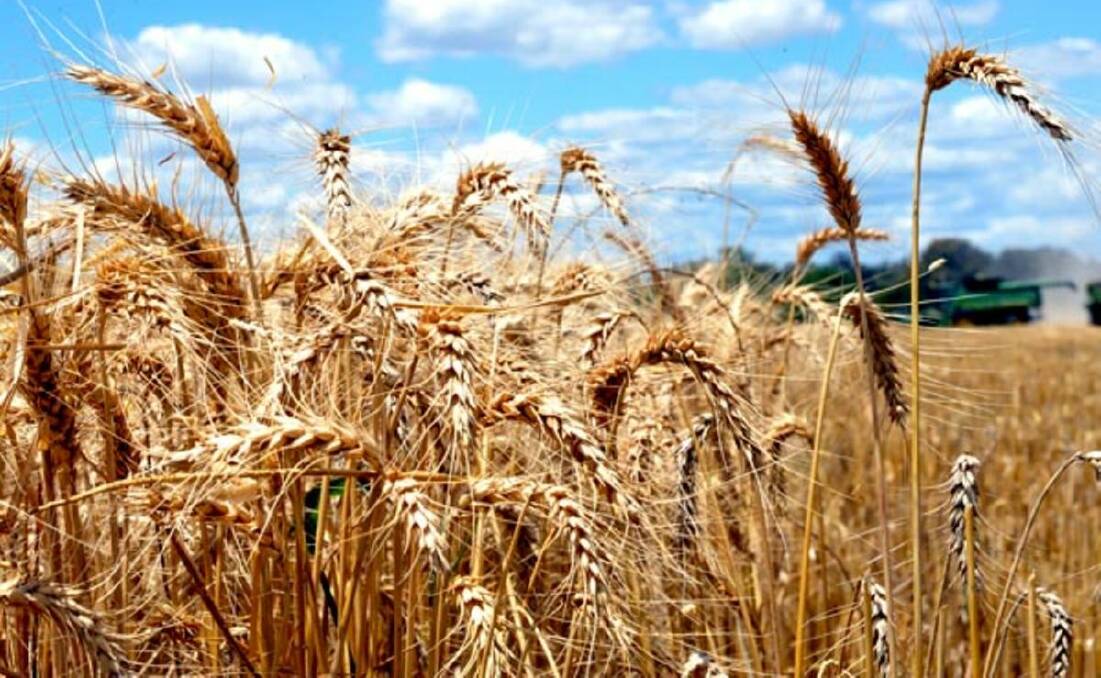 Low wheat prices set to stay