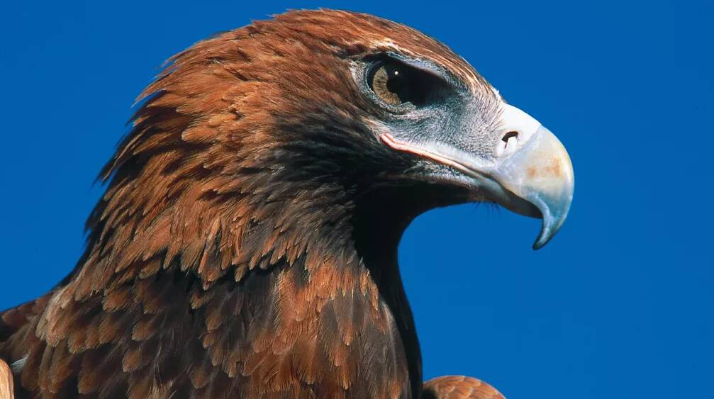 Scores of wedge-tailed eagles found dead in East Gippsland