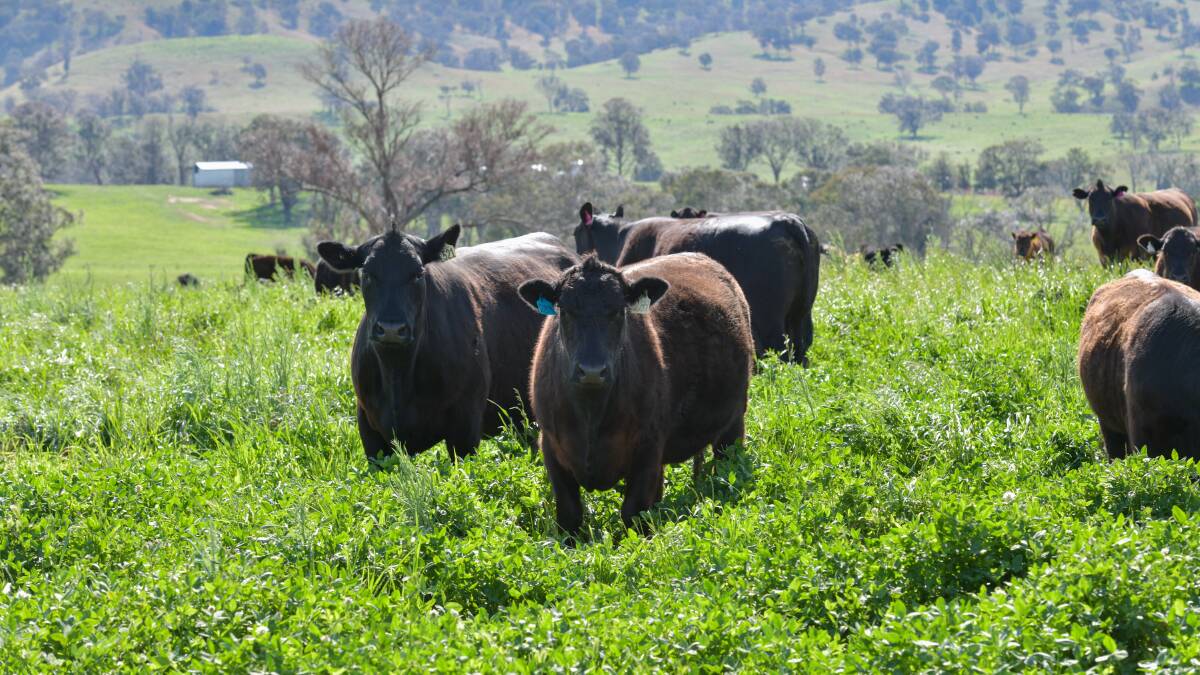 Cattle breeding heartland