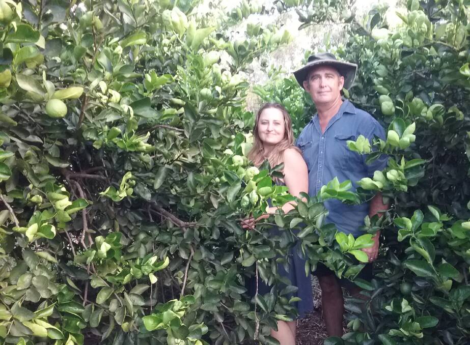 AFTER AFFECTS: Good quality water had an almost immediate effect on the lime trees at Phillisa Limes which is now consistently producing four times the amount of produce it was. Phil and Lisa Oliver in their lime orchard, 2017.